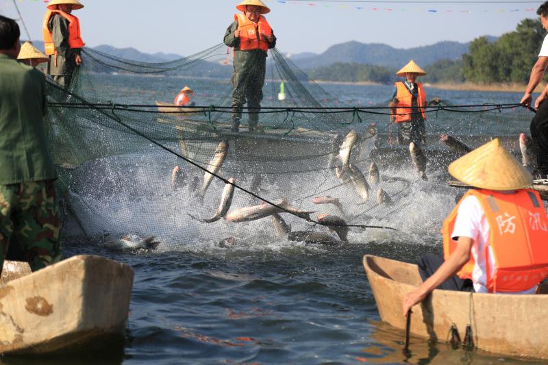 南灣湖第六屆開(kāi)漁節(jié)啟幕 解家老家河南菜6.88萬(wàn)再奪頭魚(yú)