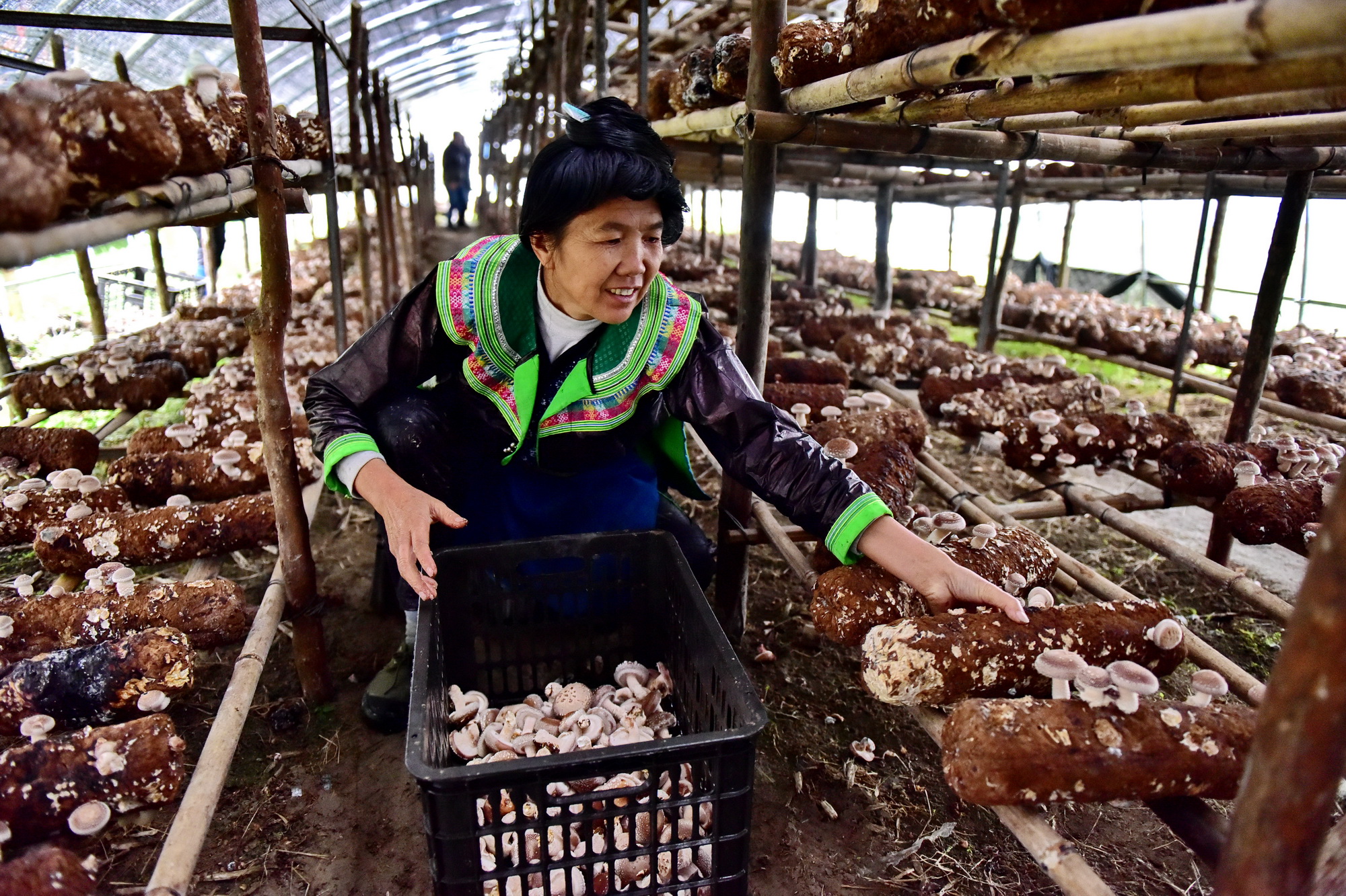 11月14日，荔波縣佳榮鎮(zhèn)大土村村民在食用菌大棚里采摘蘑菇。攝影/章軻