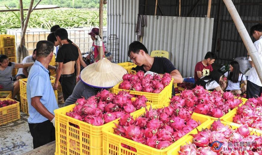 農(nóng)產(chǎn)品也喊“狼來了” 揭秘火龍果假“滯銷”真相