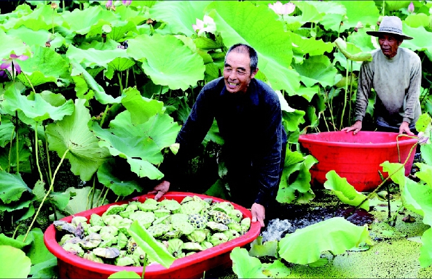 山東郯城：“多產(chǎn)荷塘”助農(nóng)增收