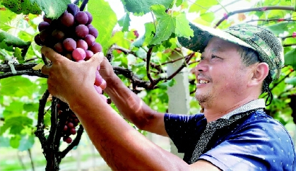 小葡萄 大產(chǎn)業(yè)