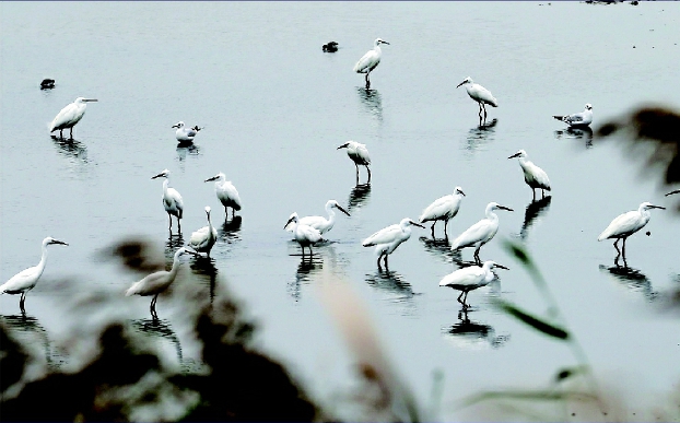 陜西渭南：大荔黃河濕地又到“百鳥朝鳳”時