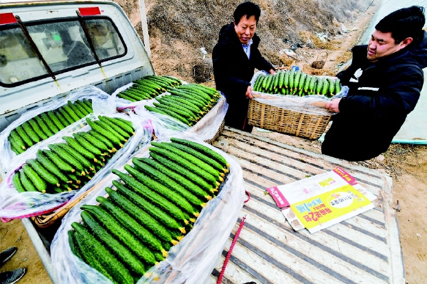 河北永清：暖棚訂單黃瓜助農(nóng)增收