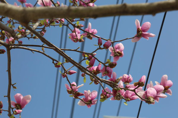 河南淮濱：玉蘭花兒開“疫”去健康來