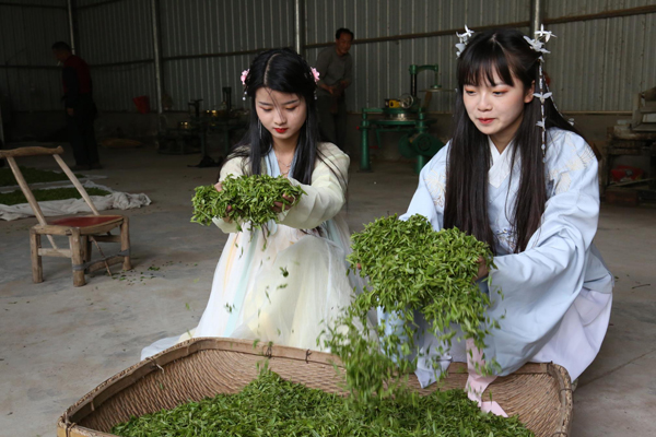 河南淮濱：羅營(yíng)村民淮河灘上采茶忙