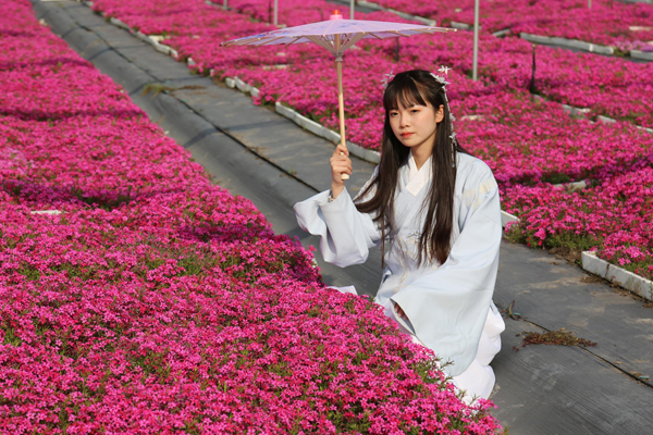 河南淮濱：芝櫻花開游人來